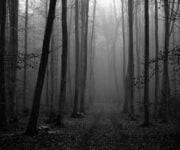 The Litchver Woodland - Ban Bang Theory 2 - Αγιος Δημήτριος